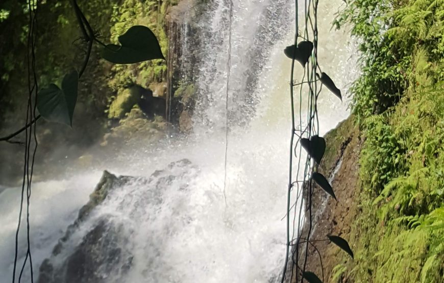 Walkout’s Black River Safari & YS Falls Experience