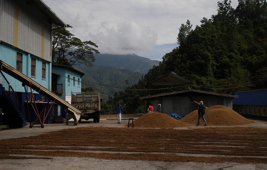 Tour of Mavis Bank Coffee Factory – Home of JABLUM and Jamaica Blue Mountain Coffee