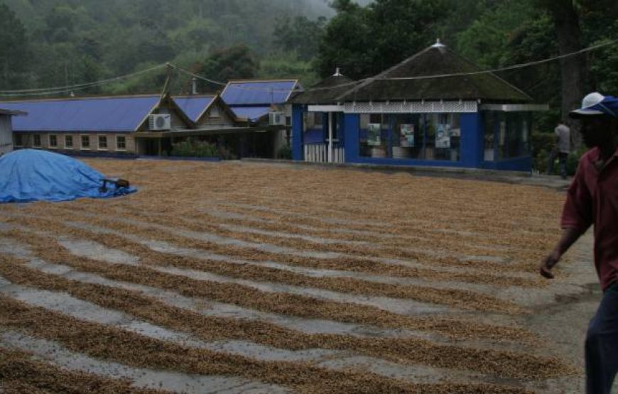 Tour of Mavis Bank Coffee Factory – Home of JABLUM and Jamaica Blue Mountain Coffee