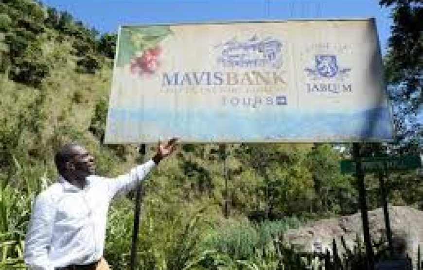 Tour of Mavis Bank Coffee Factory – Home of JABLUM and Jamaica Blue Mountain Coffee